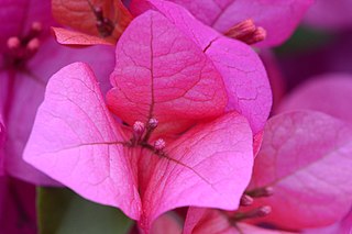 <i>Bougainvillea</i> Genus of plants