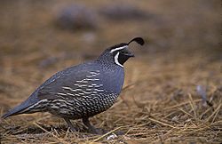 Kalifornia koturno , Callipepla californica