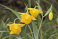 Calochortus amabilis