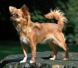 <span class="mw-page-title-main">Chihuahua (dog breed)</span> Mexican breed of dog