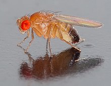 The common fruit fly (Drosophila melanogaster) is a popular model organism in genetics research. Drosophila melanogaster - side (aka).jpg