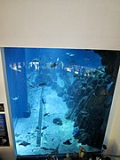 Dubai Aquarium and underwater Zoo (Ank Kumar, Infosys) 09.jpg