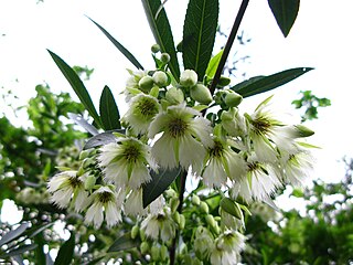 <i>Elaeocarpus</i> Genus of flowering plants