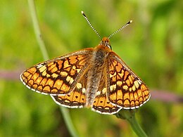 Auksuotoji šaškytė (Euphydryas aurinia)