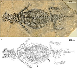 <i>Eusaurosphargis</i> Extinct genus of reptiles