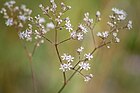 Gypsophila altissima