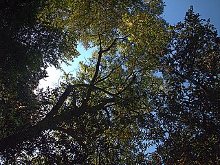 <i>Juglans hindsii</i> Species of tree