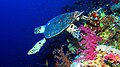 Hawksbill turtle at Elphinstone Reef