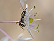 מסוונית (Hylaeus longimaculus), הזדווגות על חצב מצוי, השרון