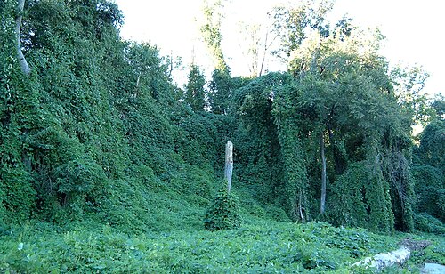 Kudzu on trees in Atlanta, Georgia