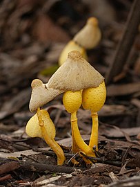 Old Leucocoprinus birnbaumii discolouring brown