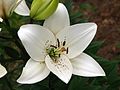 * Nomination Lilium 'Eyeliner', Moscow Botanical Garden of Academy of Sciences. --Kor!An 20:59, 16 May 2013 (UTC) * Decline not sharp enough --SuperJew 07:06, 17 May 2013 (UTC)