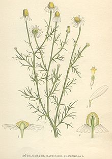 Matricaria chamomilla.jpg