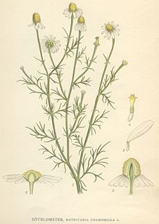 <i>Matricaria</i> Genus of plants