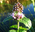 Hestamynta (Mentha aquatica)