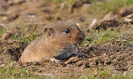 Mediterroane woelmuys (Microtus guentheri)