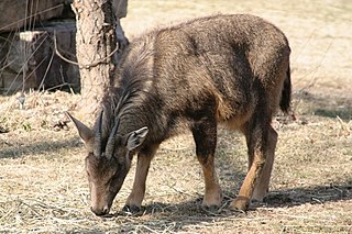 <span class="mw-page-title-main">Long-tailed goral</span> Species of mammal