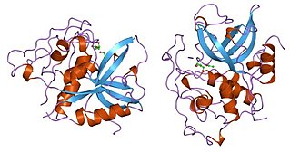 <span class="mw-page-title-main">Cathepsin B</span> Protein-coding gene in the species Homo sapiens