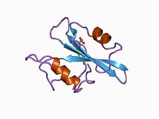 <span class="mw-page-title-main">Tyrosine phosphorylation</span> Phosphorylation of peptidyl-tyrosine