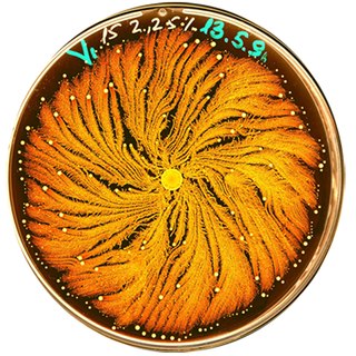 <i>Paenibacillus vortex</i> Species of bacterium