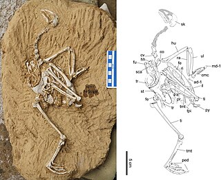 <i>Panraogallus</i> Extinct genus of birds