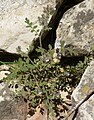 Icebox Canyon, NV