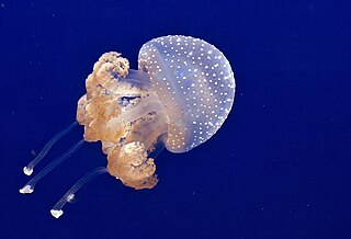 <span class="mw-page-title-main">Rhizostomeae</span> Order of jellyfish with eight branched oral arms