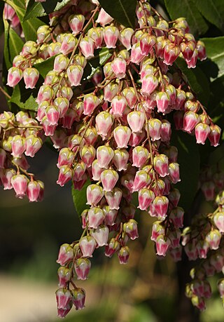 <i>Pieris</i> (plant) Genus of flowering plants in the heath family Ericaceae