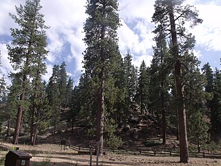 <span class="mw-page-title-main">San Bernardino National Forest</span> National forest in California, United States