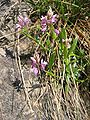 Polygala amara, родина Polygalaceae