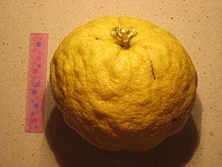 <span class="mw-page-title-main">Ponderosa lemon</span> Citrus fruit and plant