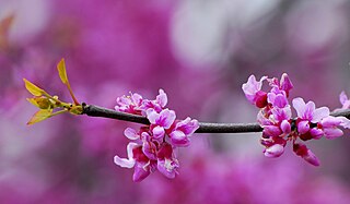 <i>Cercis</i> Genus of flowering plants in the bean family Fabaceae