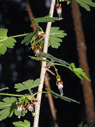 <i>Ribes</i> Genus of flowering plants in the order Saxifragales