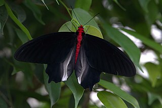 <i>Atrophaneura semperi</i> Species of butterfly