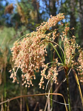 <i>Scirpus cyperinus</i> Grass-like plant of wetlands