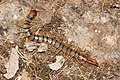 Image 10Scolopendra cingulata, a centipede (from Myriapoda)