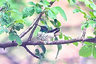 <span class="mw-page-title-main">Shining-green hummingbird</span>