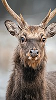 Sika deer.jpg