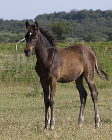 A foal at about weaning age Standingarabianfoalone.jpg