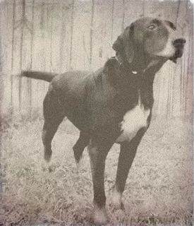 <span class="mw-page-title-main">Stephens Stock</span> Dog breed