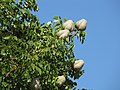 Foliage and fruit; Boynton Beach, Florida