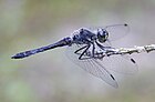 Sympetrum danae (Schwarze Heidelibelle, Männchen) [D]