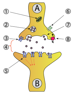 Exocytosis Active transport and bulk transport in which a cell transports molecules out of the cell