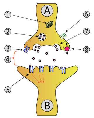 <span class="mw-page-title-main">Axon terminal</span> Nerve fiber part