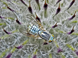 <i>Terellia serratulae</i> Species of fly