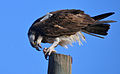 Eyloyê masîgir (Pandion haliaetus)