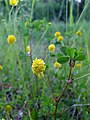 Ganyklinis dobilas (Trifolium campestre)