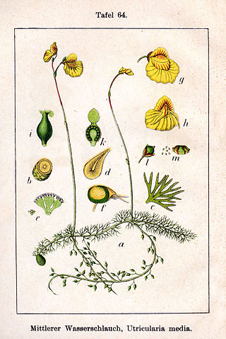 <i>Utricularia intermedia</i> Species of carnivorous plant