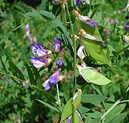 Vicia cassubica