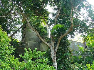 <span class="mw-page-title-main">Fort Pasir Panjang</span> Colonial Singapore defensive structure